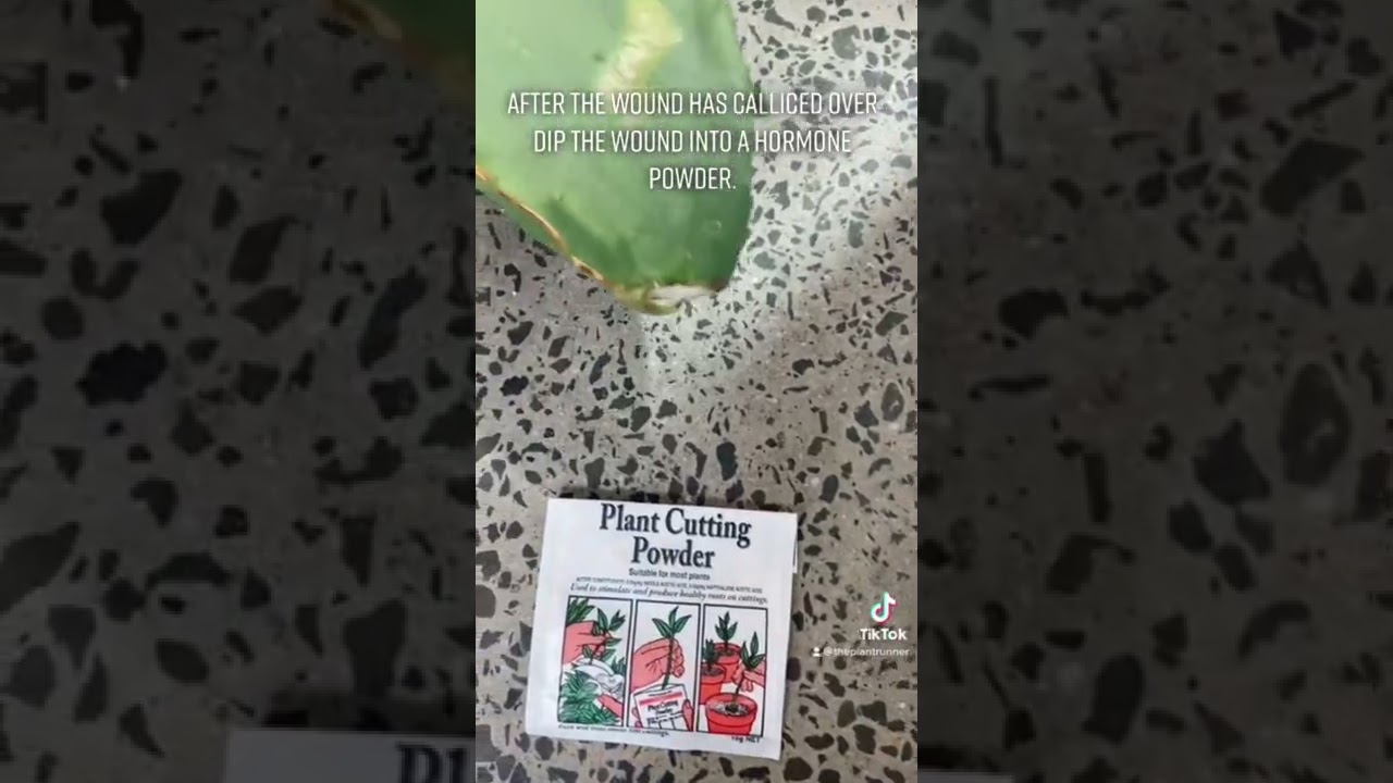 How to propagate Opuntia!  #pricklypear #optuntia #propagation #plantcare #diy #cacti