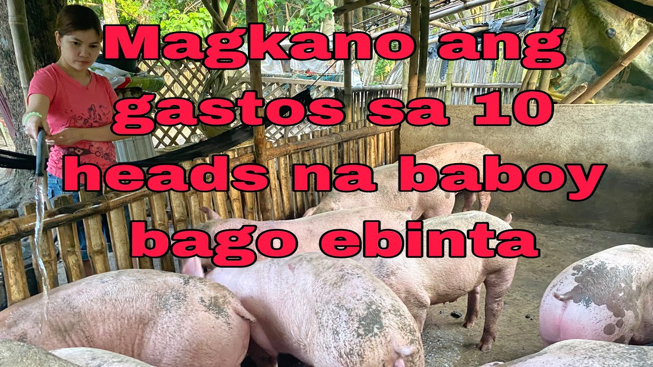 Magkano Ang Gastos sa 10 Heads na Baboy #business#farming