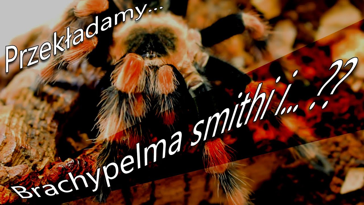 Pająk co przebył 2000km i Brachypelma smithi