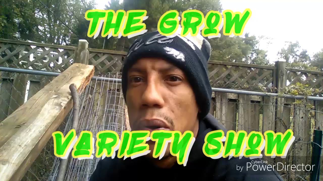 Ghost Train Haze Review 27% THC (The Grow Variety Show ep. 41)