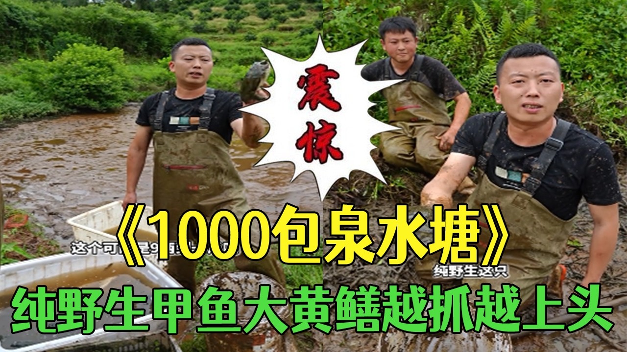 花1000包口泉水塘，純野生甲魚大黃鳝，越抓越上頭#小飛哥  #新農人計劃2026 #三農 #戶外 #鄉村守護人#包塘