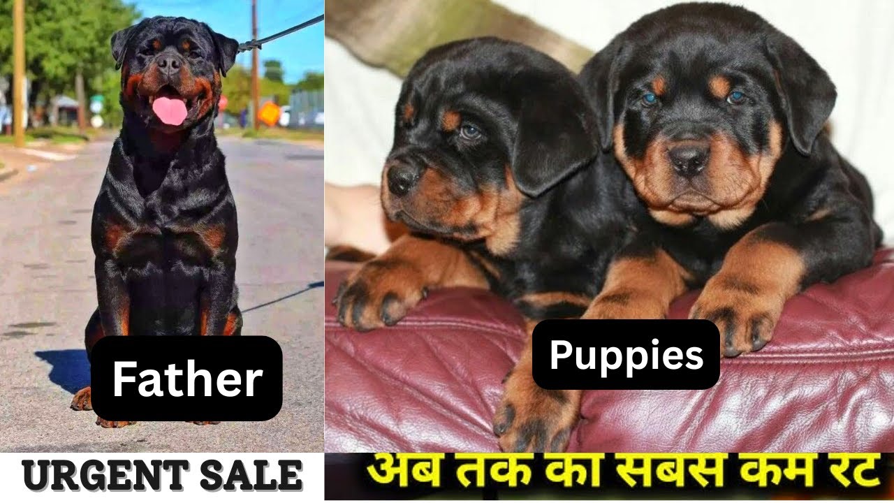 🔥 Rottweiler Dog Price in India 2025 | Rottweiler Dog for Sale | Pure Breed Rottweiler Puppies 🐶