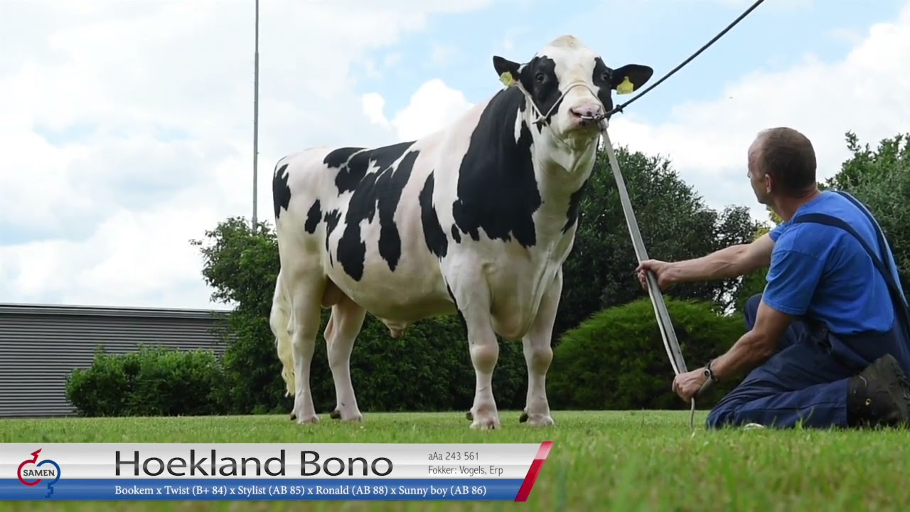 Bono NL 752535139, rok 2020, Grashoek, Holandia