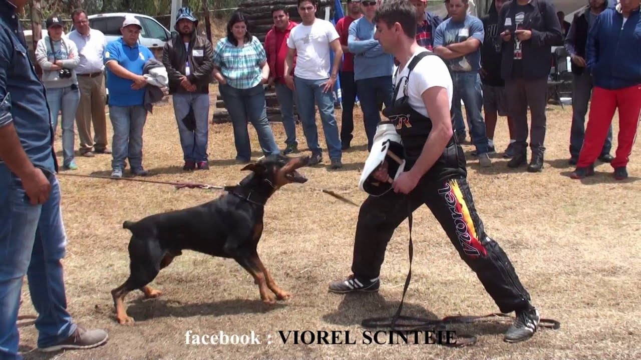 Schutzhund seminar in Mexico with Viorel Scinteie !!!!