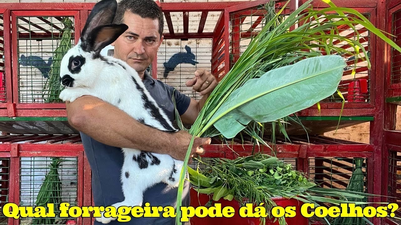 Qual capim pode dá para os Coelhos?