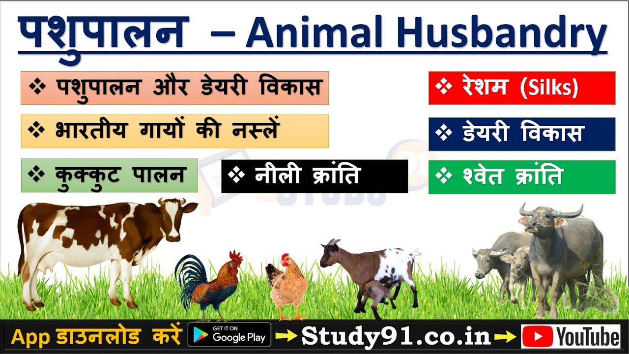 60.Indian Geography - Animal Husbandry Video with Important Question Answer in Hindi Study91 Nitin