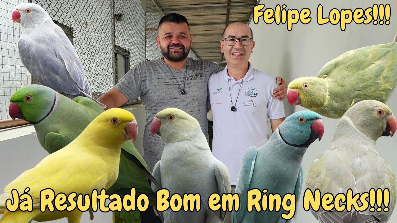 RING NECK CLEAR TAIL E MUITOS OUTROS NO FELIPE LOPES!!!