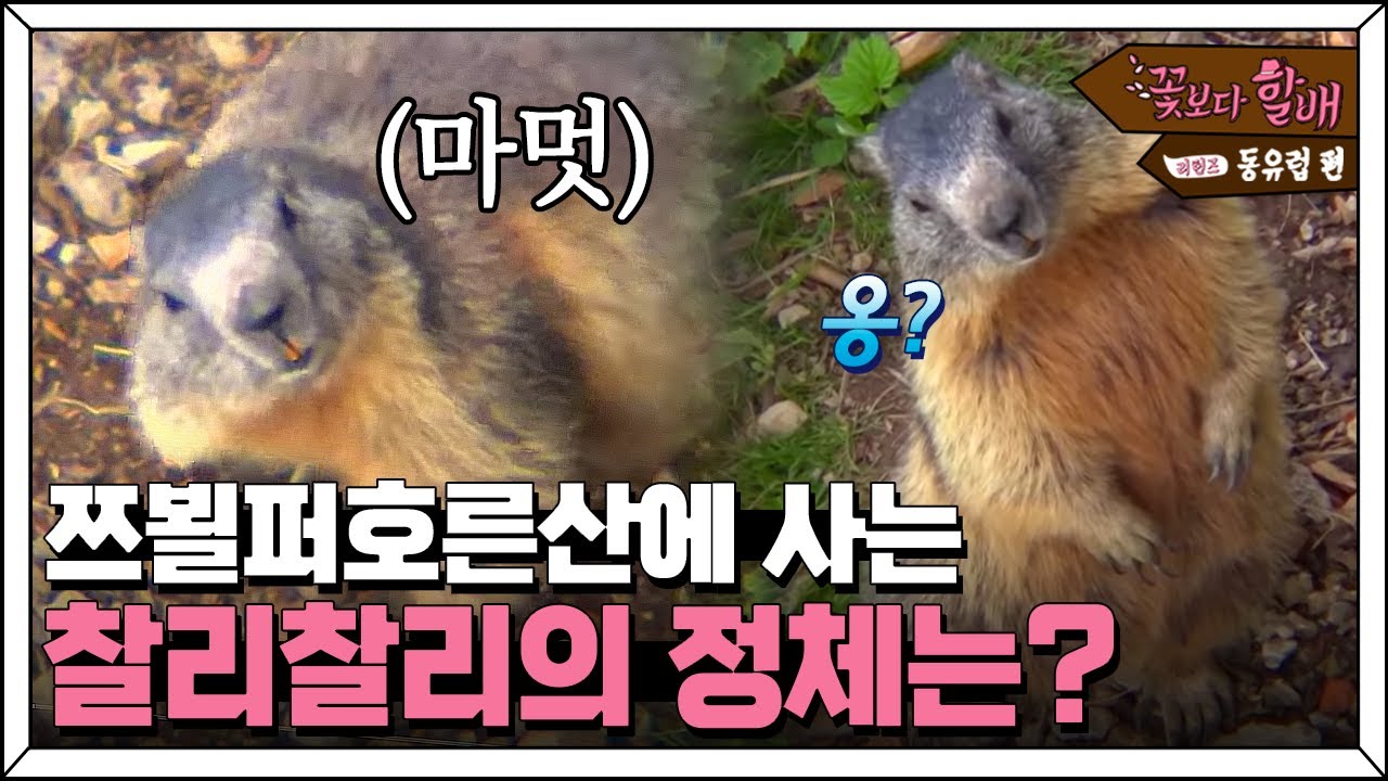 쯔뵐퍼호른산 정상에서 만난 귀요미 마멋 '찰리', 순재할배의 취향 저격한 찰리의 당근 먹방🐿🥕 | #꽃보다할배_동유럽편 EP7-11