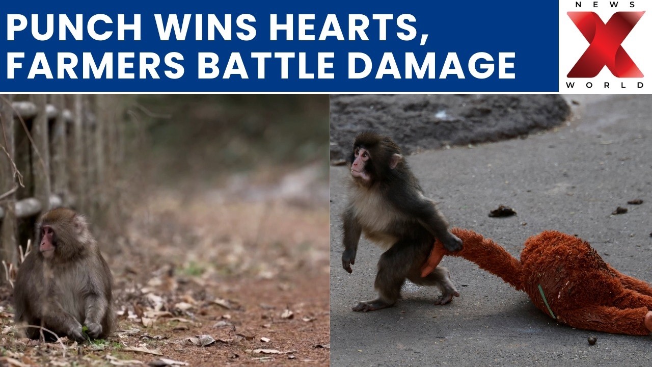 Viral Snow Monkey Highlights Japan Culling Debate | NewsX World