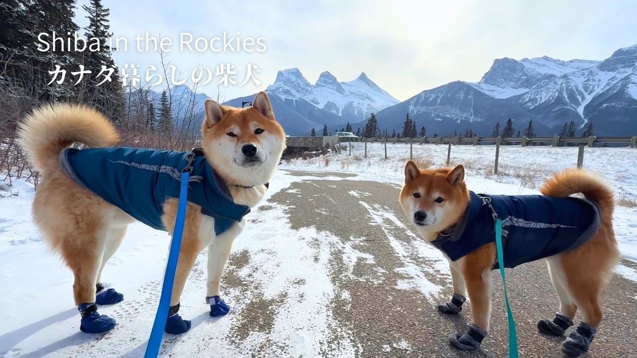 極寒−27℃の朝でも防寒具で出動する柴犬たち【4K】