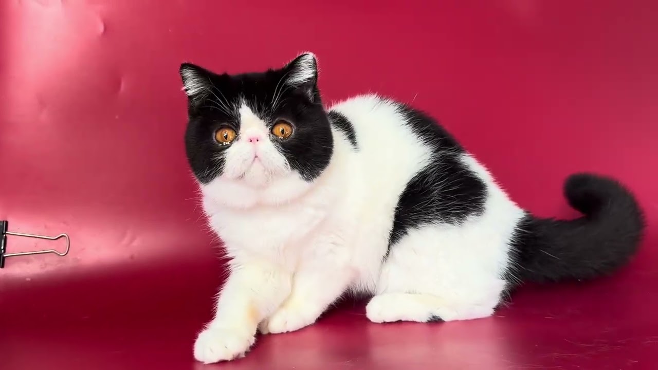 Exotic Shorthair Black White Female of Majestymeow Cattery!
