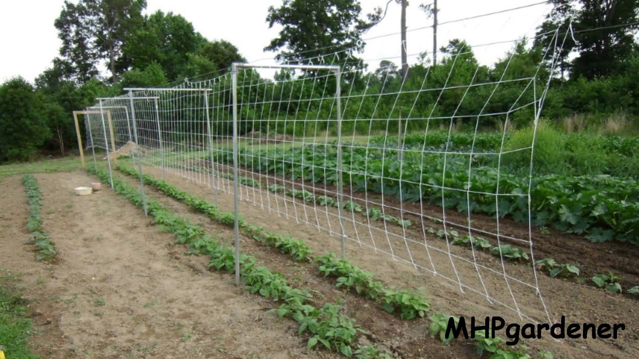 Pole Bean Trellis -  How to Set it Up