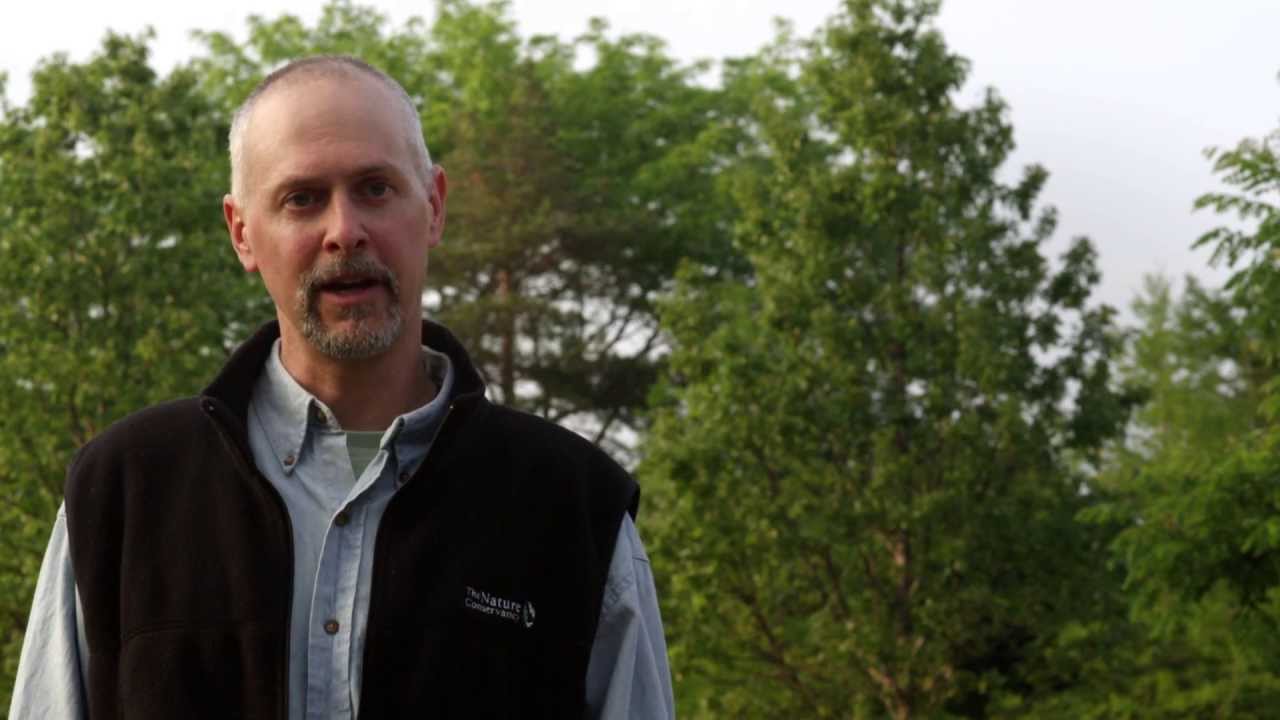 The Black Walnut: Trees, Pests & People