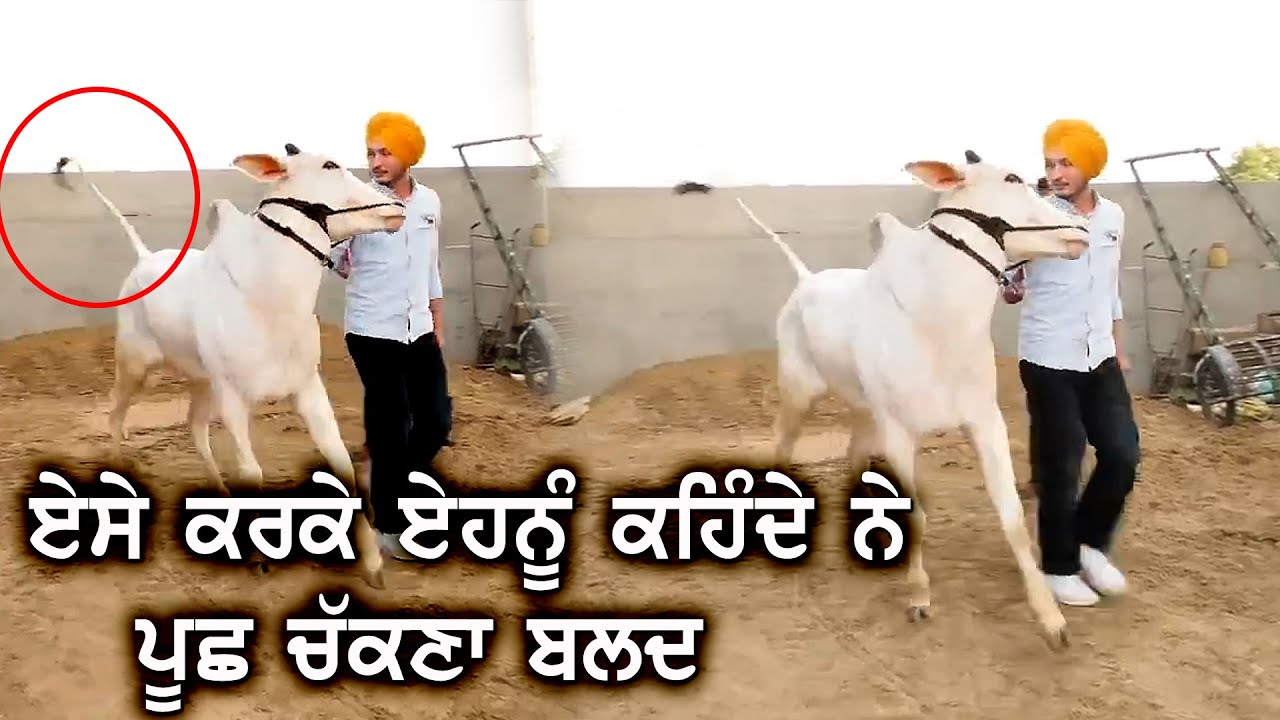 ਏਸੇ ਕਰਕੇ ਏਹਨੂੰ ਕਹਿੰਦੇ ਨੇ ਪੂਛ ਚੱਕਣਾ ਬਲ਼ਦ | Randhir Bibipur | Ox Races 2021