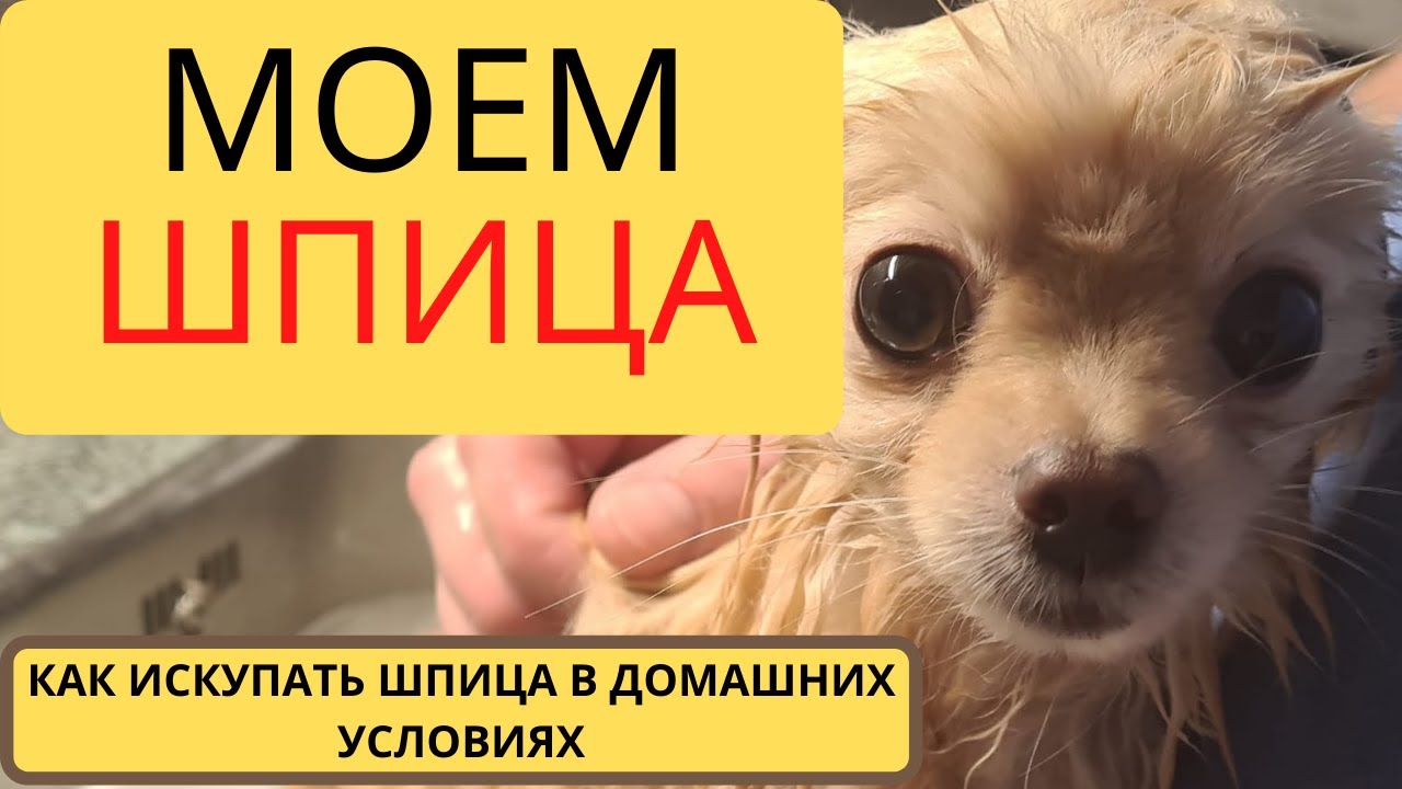 КАК ИСКУПАТЬ ШПИЦА? КУПАЕМ ШПИЦА ЛУНУ. Как искупать собаку в домашних условиях?