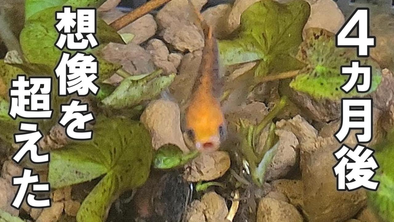 【メダカ飼育】リキウキの子供…4ヵ月後の姿に…