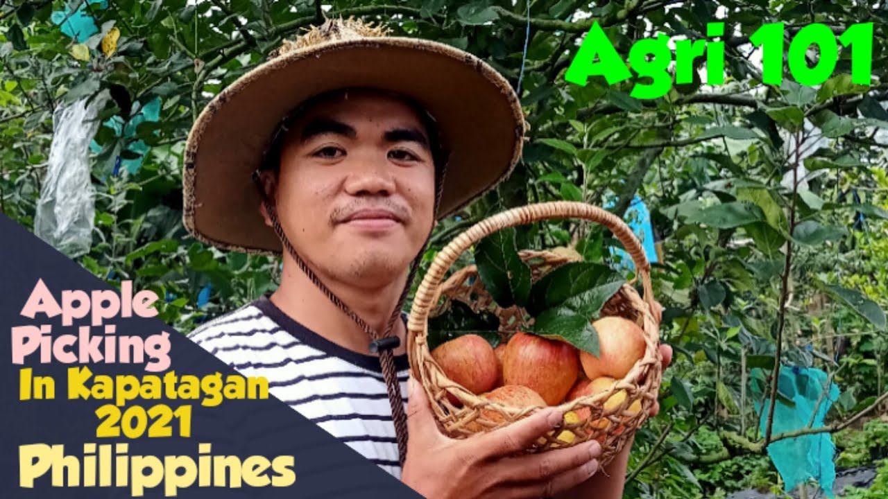 Apple Picking in Kapatagan 2021