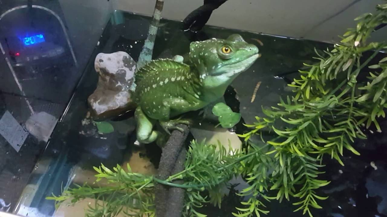 Basilisk fishing