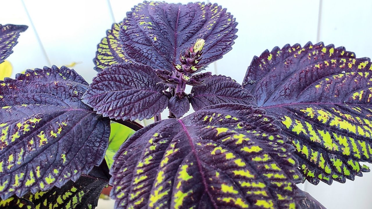 FINALLY!! Seed Stalks on my Fishnet Stocking Coleus plus ROOTINGS!!!