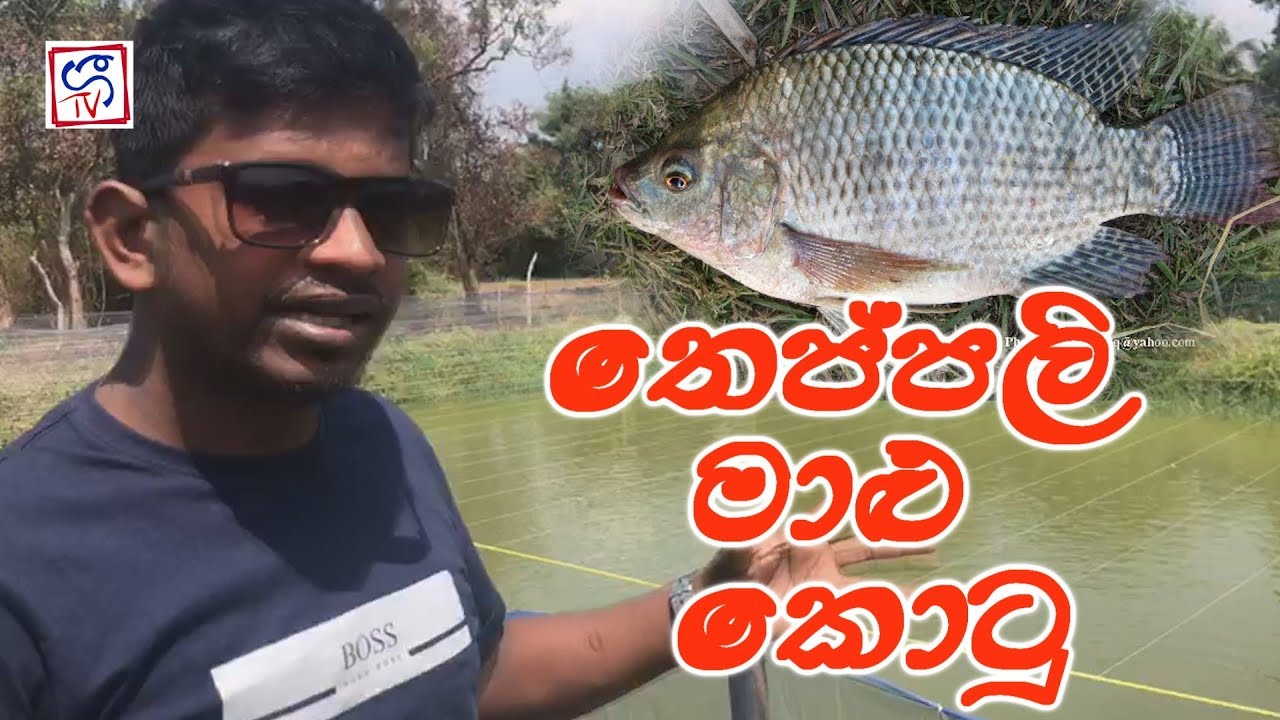 teppali fish nest Lassana Lnka Geetv