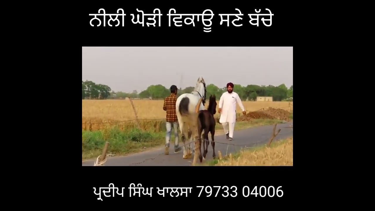 khalsa stud farm horses for sale 😎✌🏻🎯