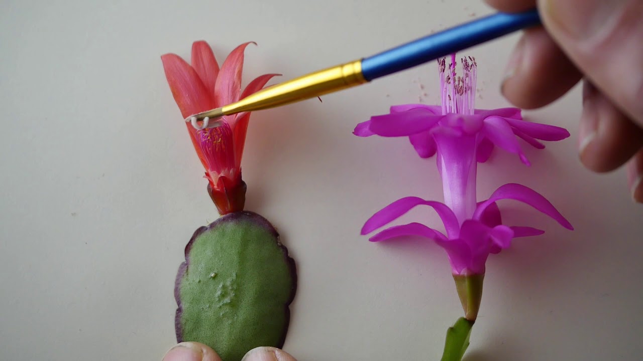 Pollination Part 1 -  Pollinating