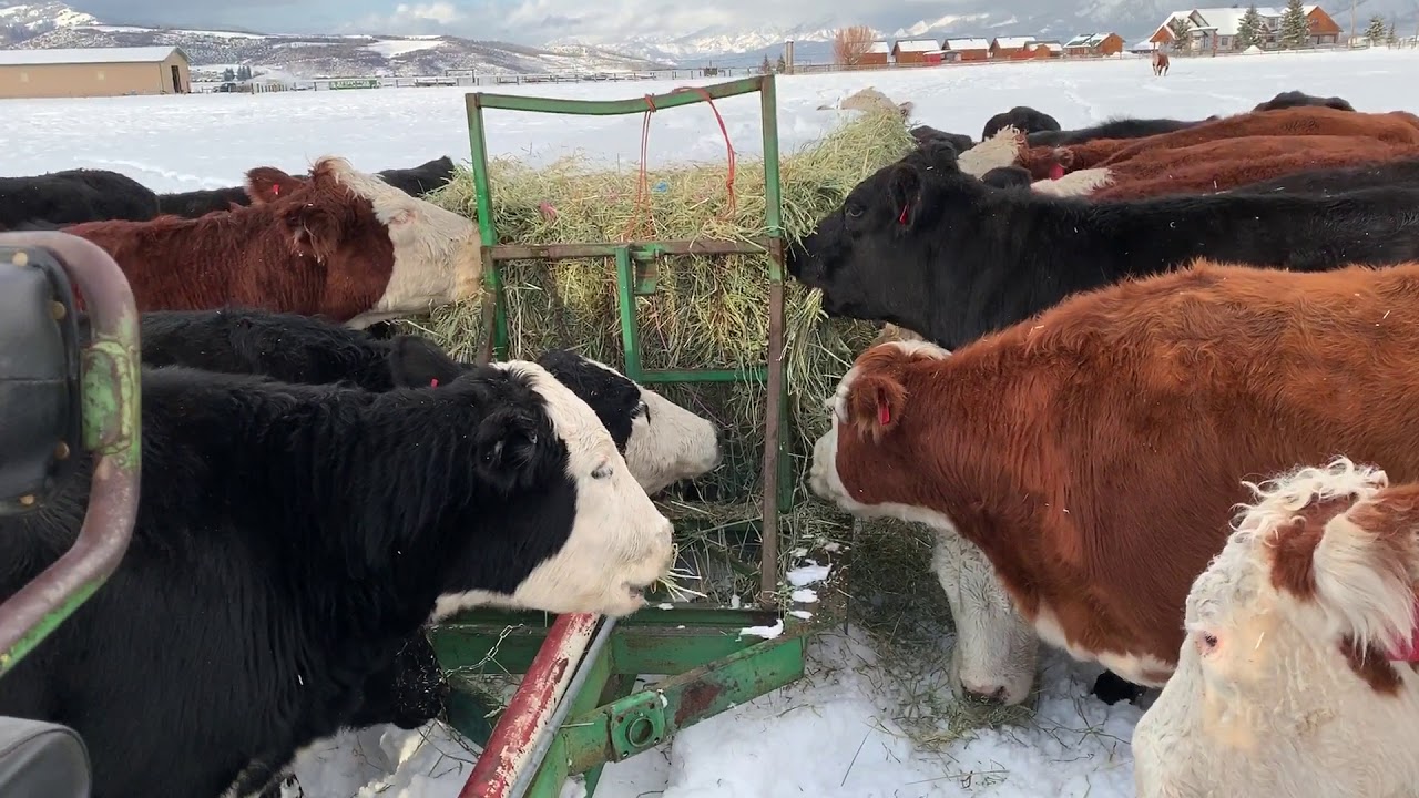 Feeding Cattle in Deep Fresh Snow Extended