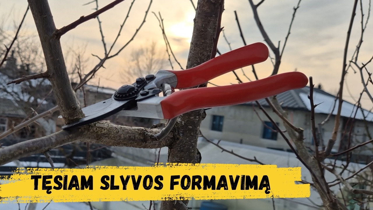 Tęsiam slyvos formavimą