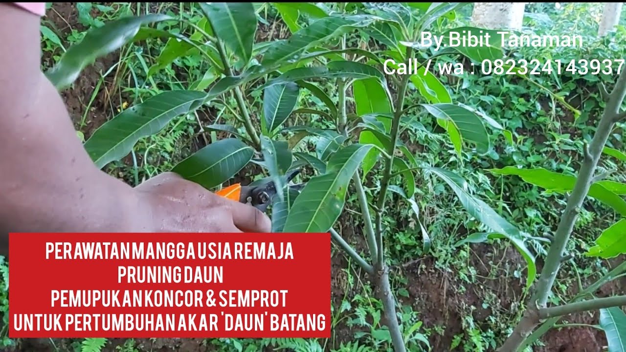 Cara pemupukan  mangga agar cepat tumbuh besar