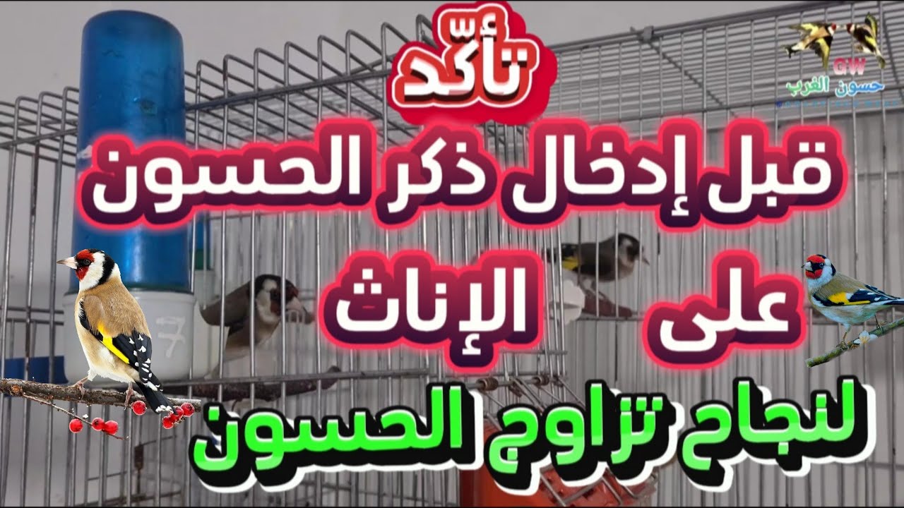 تزاوج الحسون في القفص | تأكد قبل إدخال ذكر الحسون على الأنثى| إشتغل صح #birds #الحسون #طيور