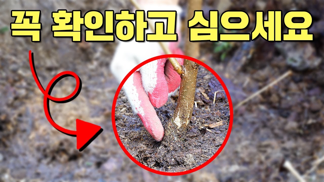 감나무 심을 때 이걸 확인 안하면 죽습니다 l 일년에 감나무 두번 사시는 분들 집중 ㅣ 대류현상