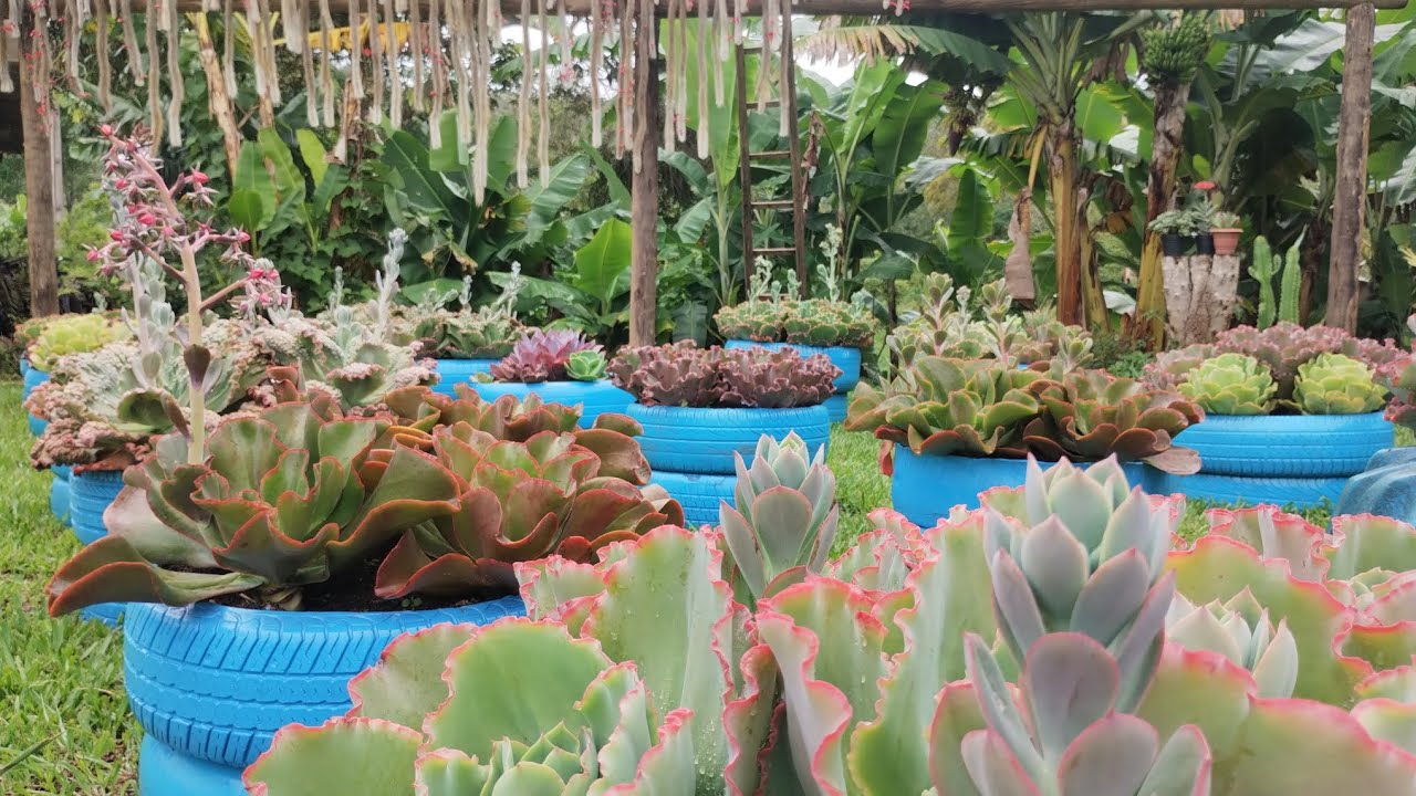OS DESAFIOS DE SE CULTIVAR SUCULENTAS AO TEMPO *ATUALIZAÇÃO*