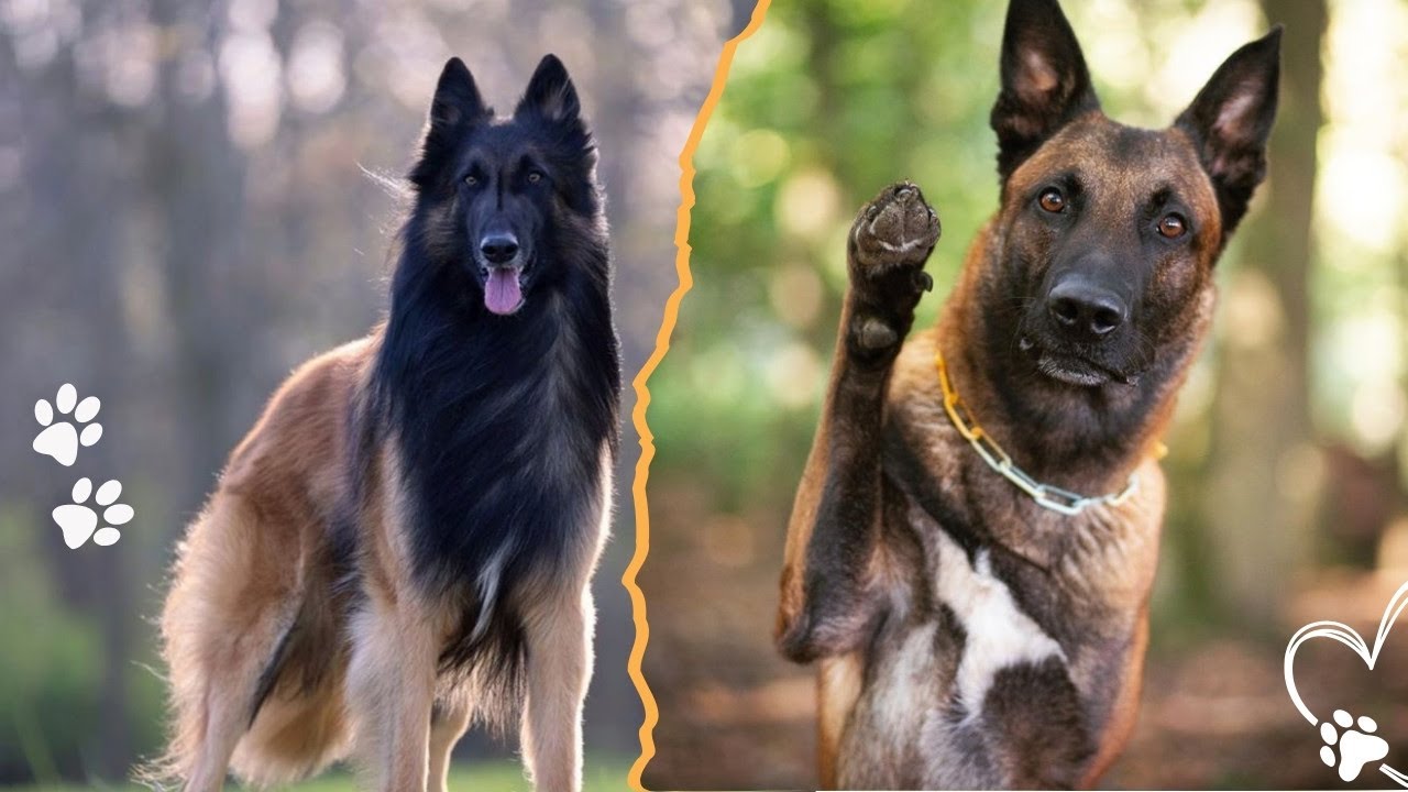 Belgian Tervuren vs Belgian Malinois What&rsquo;s the Difference