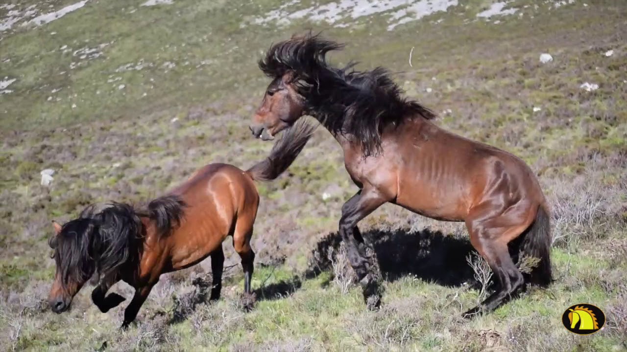 Braniego Asturcones