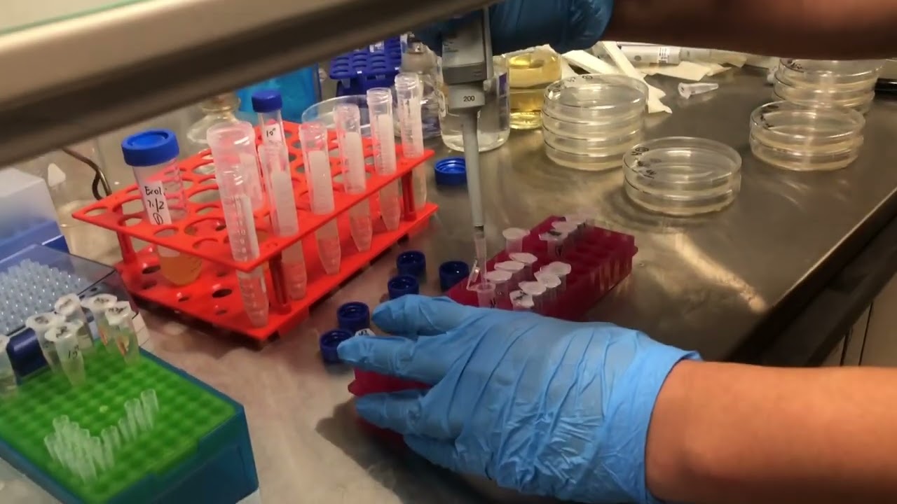 Double Layer Agar method for MS2 counting