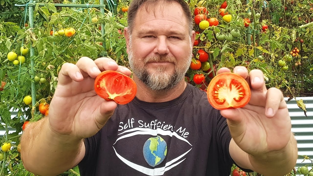 What's Better - Supermarket or Homegrown Tomatoes?
