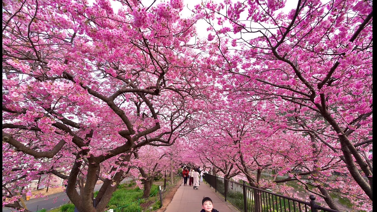 [春散歩】河津桜まつり 2026／満開のさくら並木を歩く／伊豆・河津町