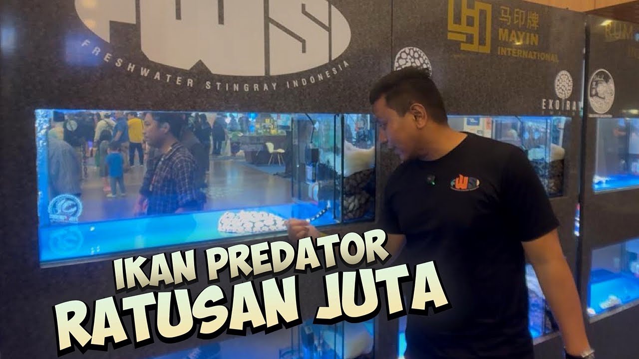 GILA!! IKAN PREDATOR HARGA 500 JUTA DI NUSATIC 2025