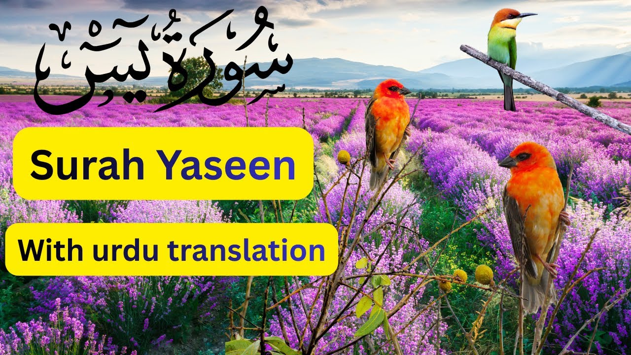 Surah Yaseen with Urdu Translation | Quran Tilawat for Peace & Barakah #surayaseen