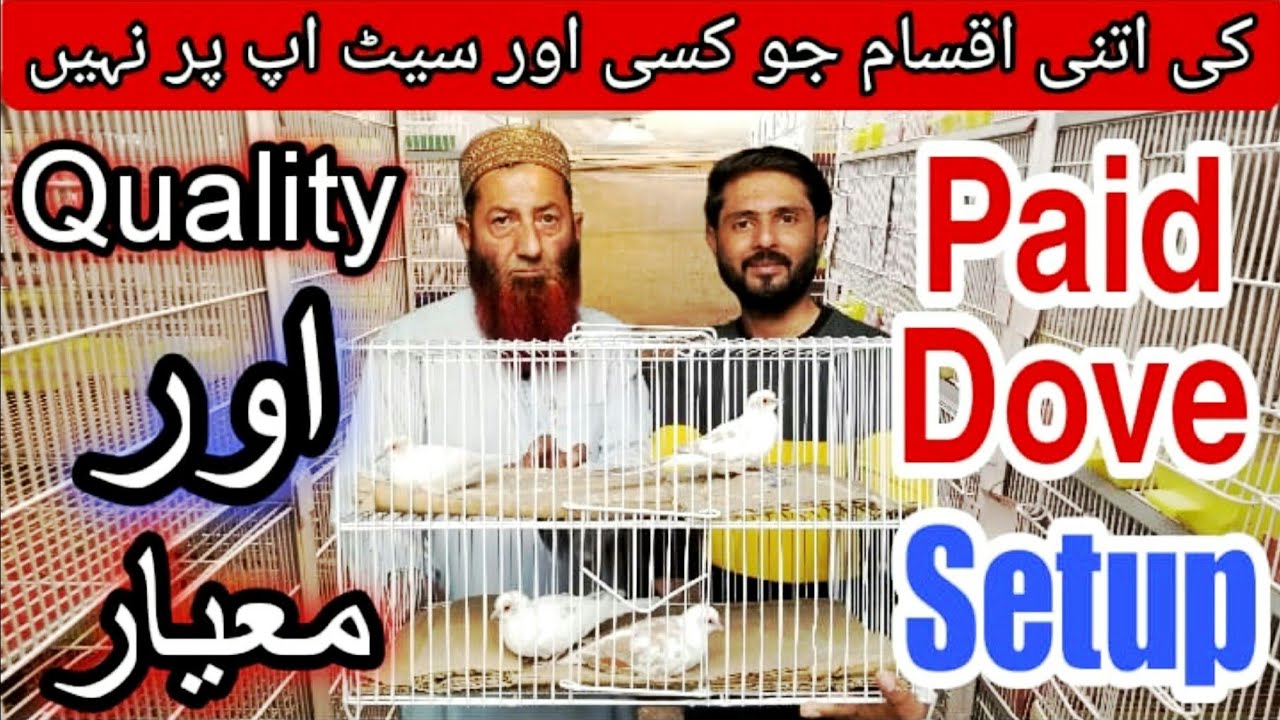 Karachi biggest paid dove setup February 9, 2024 | Red paid | Blue Paid | Silver Paid | Diamond Paid
