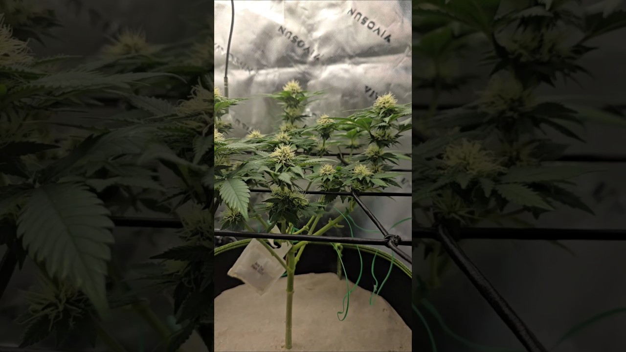 Критический Куш (бонсай) @L.A_Grow в LivingSoil #420 #почва #420growers #обновление_роста #жизнь_...