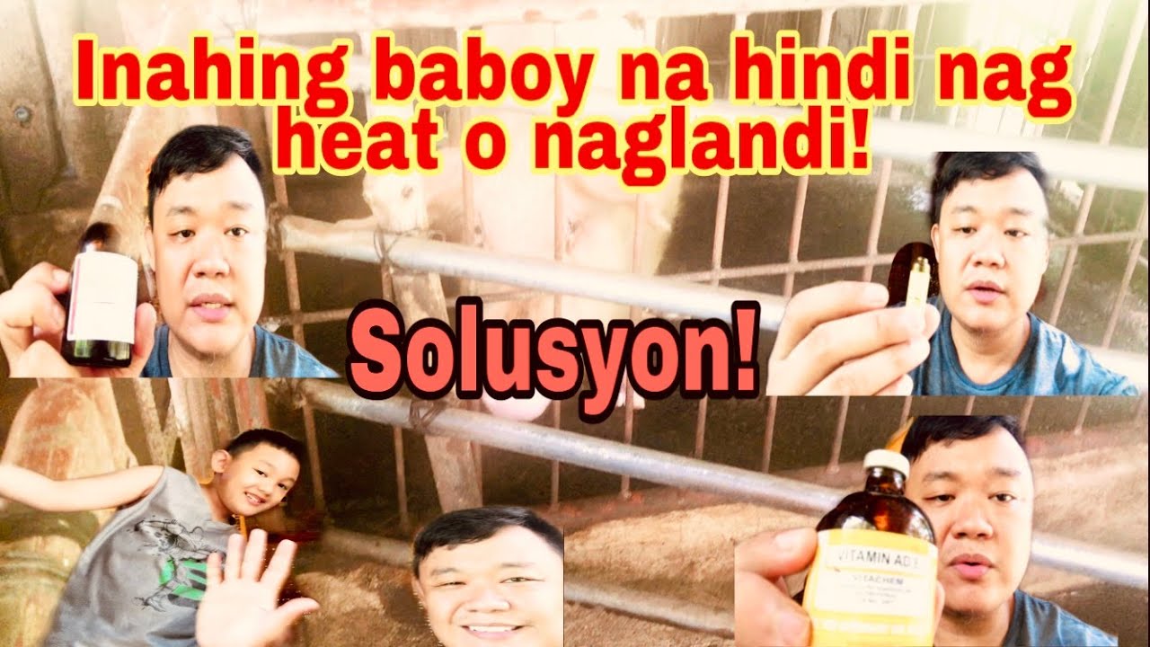 Solusyon sa inahing baboy na hindi nag heat o naglandi | problema sa inahing baboy | Ryan Patenio