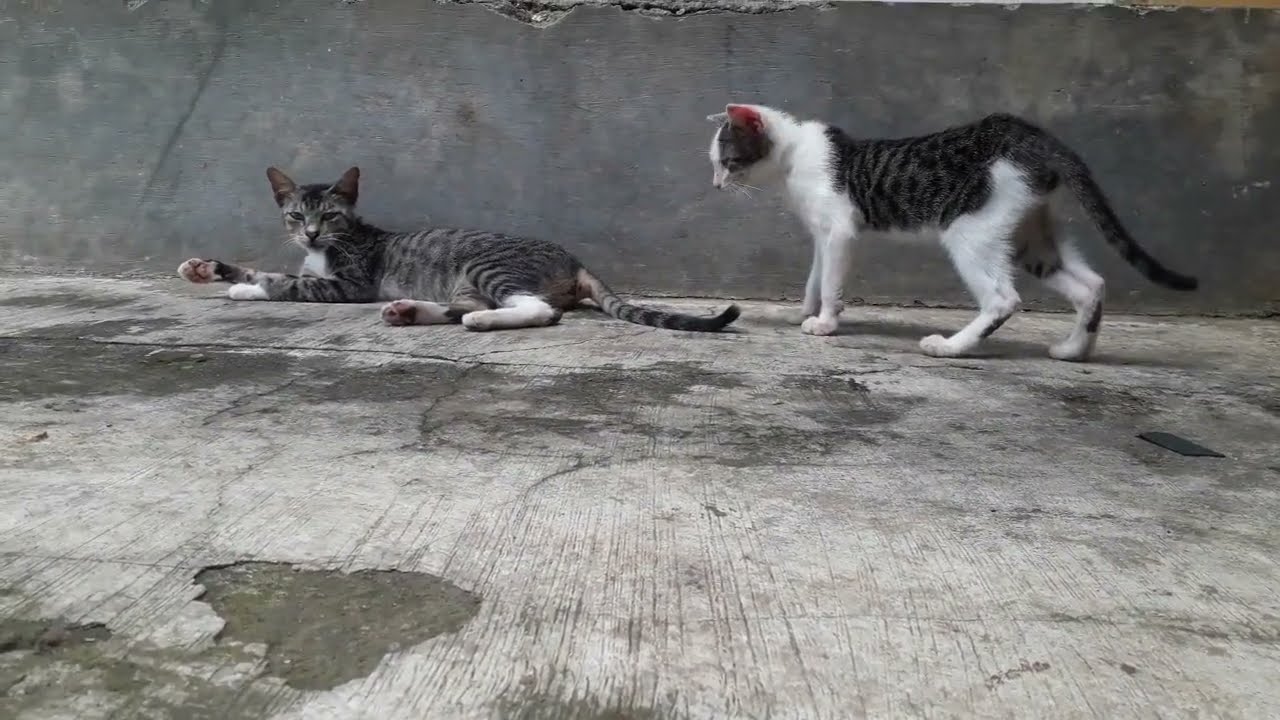 Mother cat gradually trying to wean her grown up kitten.