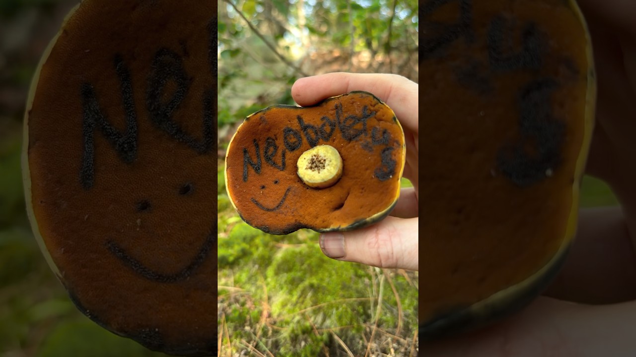 Red Mouthed Bolete (Neoboletus subvelutipes) Mushrooms ASMR & Education, Edible with Caution