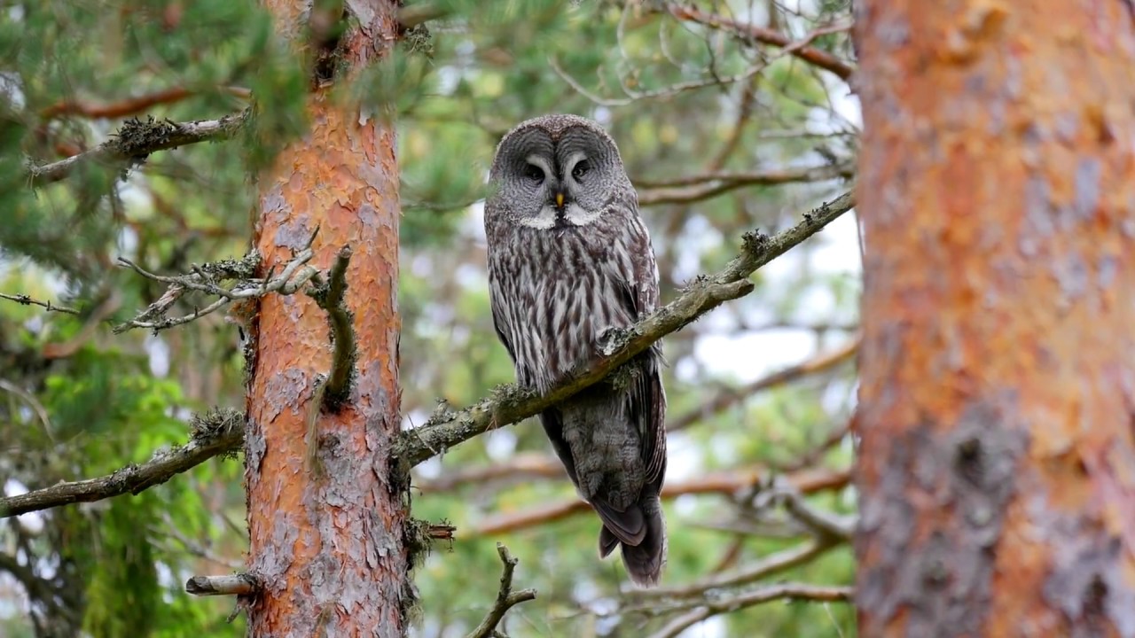 Great grey owl Lappugle  Bartkauz Laplanduil Бородатая неясыть Rokosjøen panasonic gh4