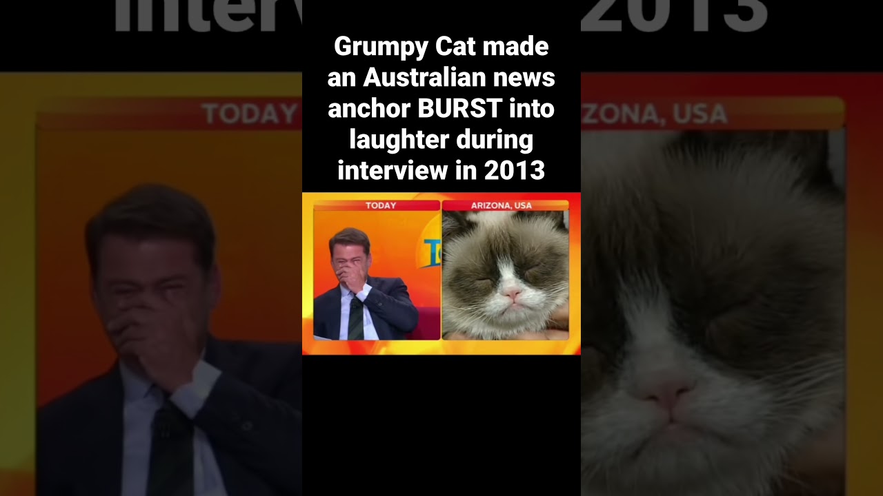 Grumpy Cat Makes News Anchor BURST Into Laughter