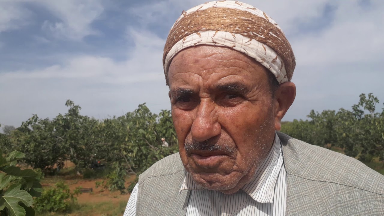 الحاج مراح صاحب بساتين الفاكهة باكور اولاد الكيحل غين تموشنت 06-06-2020