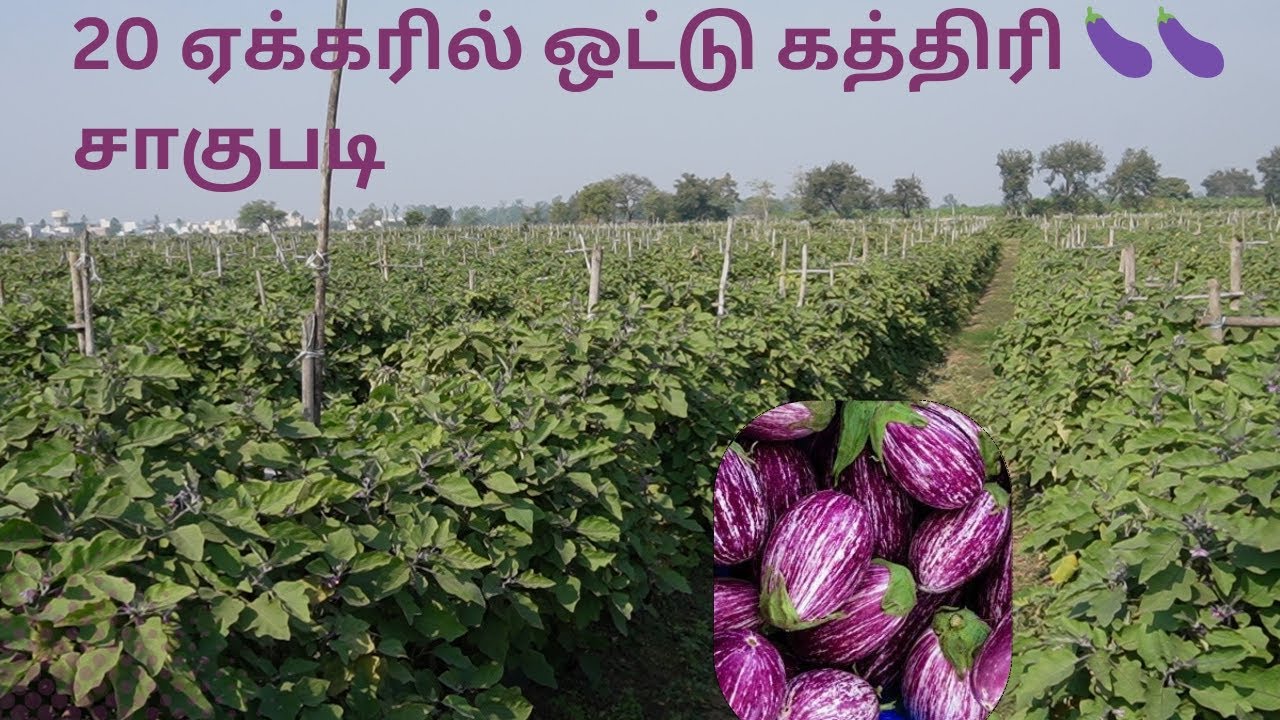 ஒட்டு கத்திரிக்காய் 🍆🍆 சாகுபடியில் அசத்தும் விவசாயிகள் | Grafted brinjal cultivation in Tamil |