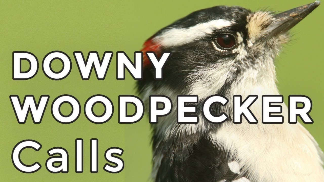 DOWNY WOODPECKER CALLS: Learn how to ID their 3 most common sounds (2025)