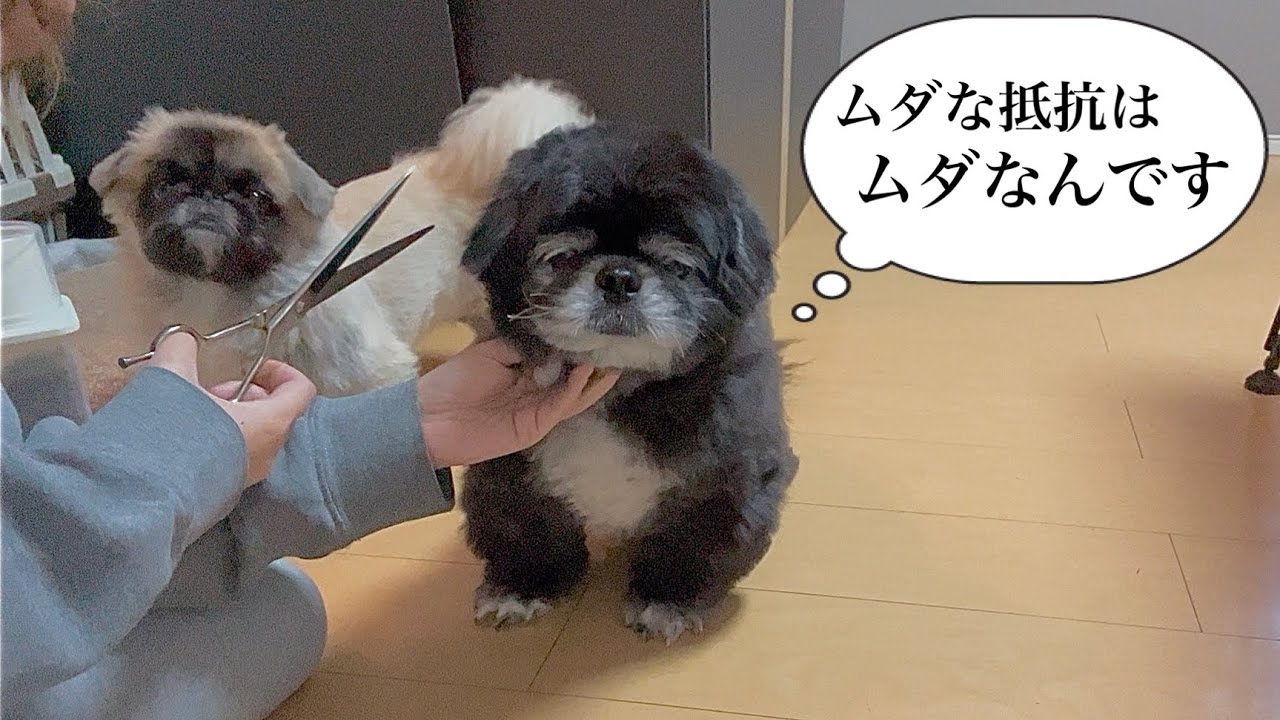 素人にトリミングさせるプロのペキニーズ達